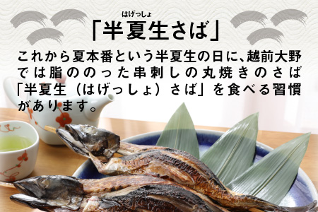 名水の里越前大野の「半夏生さば」1本×2箱