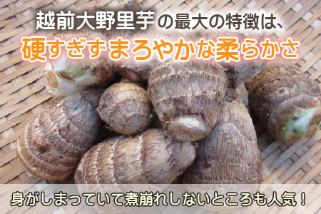 【先行予約】越前大野里芋 3kg ねっとりうまい煮崩れしない！【11月より順次発送】