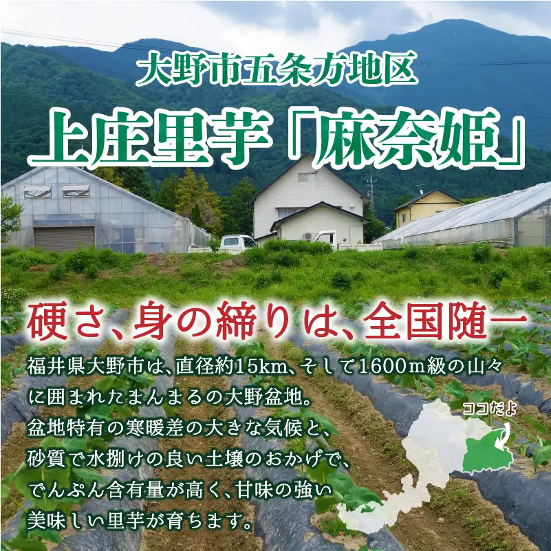 【先行予約】上庄里芋「麻奈姫」2kg「農家直送」【11月初旬頃から順次発送】