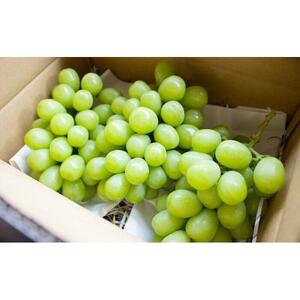 ぶどう 朝採り シャインマスカット 約2kg 3～4房入 種無しぶどう