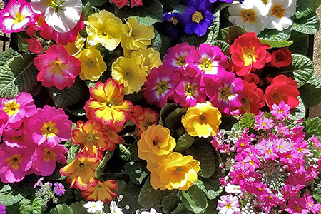 季節の草花 詰め合わせ ポット苗＜15?20個＞｜花苗 ポット苗 宿根草 多年草 一年草 園芸 ガーデニング 菜花村 埼玉県 杉戸町