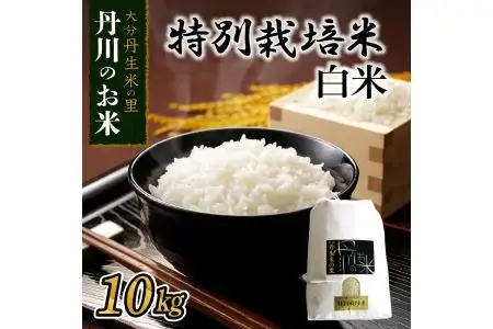 特別栽培米ぴかまる白米 10kg B01021