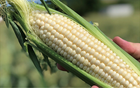 2026年5月中旬～発送 厳選とうもろこし 指宿産ホワイトコーン10本 わくわくファームたがわ IB069-002 とうもろこし とうもろこし
