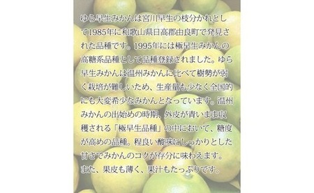 G7097_紀州和歌山有田産 ゆら早生みかん 5kg【ミカン 蜜柑 柑橘 温州みかん わせみかん】
