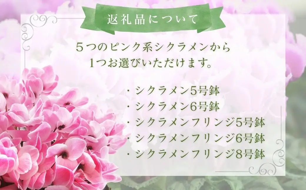 【先行予約】シクラメン ピンク系 5号鉢 花ギフト 根本園芸 ｜ シクラメン 農林水産大臣賞