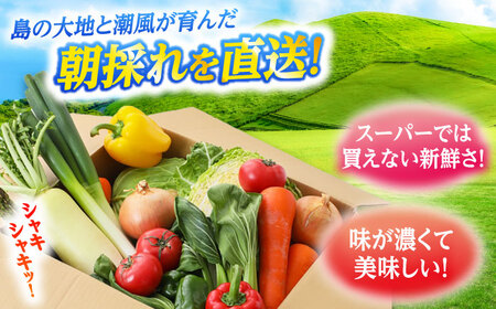 旬の野菜セット（7-10品目10kg未満）五島市/やぁしゃ便 [PBG003] 