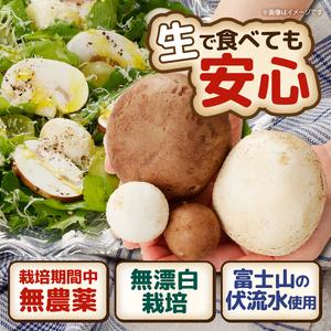長谷川農産の美味しいマッシュルームセット 無農薬・無漂白栽培 ホワイト種(大×2個、小×1パック) ブラウン種(大×4個、小×1パック) 富士山麓 マッシュルームファーム 産地直送 高品質 きのこ キノコ ギフト 長谷川農産 静岡県 富士市 野菜 [sf002-005]