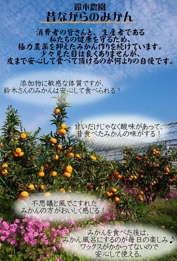 蔵出しみかん 5キロ 1月・2月 に食べやすい 冬眠みかん 和歌山県海南市しもつ町鈴木農園から直送
