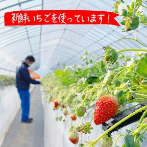 摘みたて！便利な小分け！冷凍いちご1kg(500g×2) _BI08