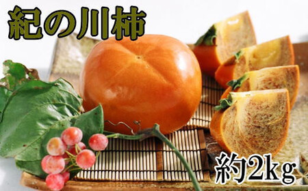 【希少】紀の川柿約1.8～2kg（種無し）秀選品【tec405B】