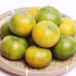 家庭用 極早生有田みかん2.5kg+250g（傷み補償分）【希少な新品種YN26】【菊みかん入り】 