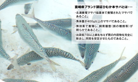 【内閣総理大臣賞受賞！】ひむか本サバ１尾(セミドレス)400ｇ以上 N025-YA0386