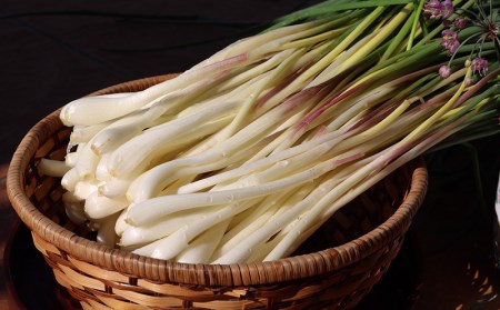 【先行受付】【2026年発送】沖縄県八重瀬町産 島らっきょう約1.2kg - 20％増量中 生らっきょう 国産 甘酢漬け 漬物 天ぷら チャンプルー 有機栽培 おすすめ 送料無料