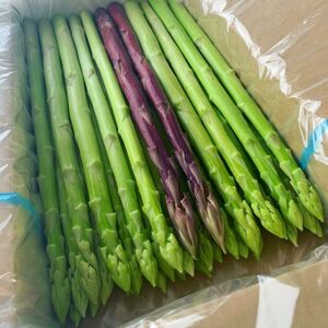 アスパラ王子が育てた自慢のアスパラ「Lサイズ」1kg（さぬきのめざめ おおもりや）【予約受付：ご用意でき次第発送】【H-54】