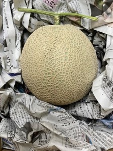 【定期便】 アールスメロン 食べてみセット 2個入り 毎月1回 1年コース(全12回)