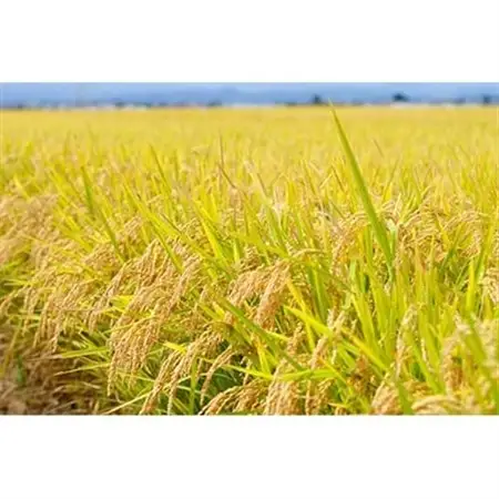 【五つ星お米マイスター厳選】青森県産　天匠米あさゆき　白米10kg_ 精米 米 _【1132701】