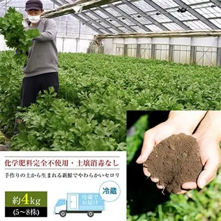 【令和8年度産先行受付】ミニセロリ　約4kg(5～8株)_野菜   _【配送不可地域：離島】【1100505】