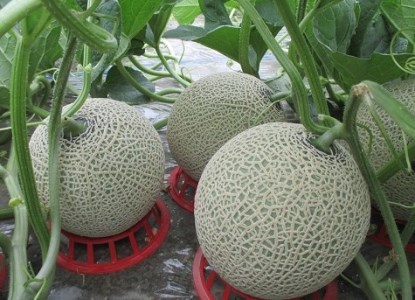 【先行受付】令和8年産 赤肉メロン2玉【E-03】