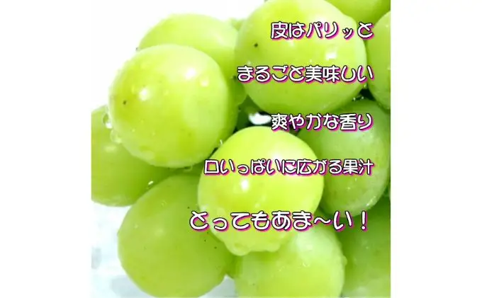 ぶどう 2026年 先行予約 ご家庭用 シャイン マスカット 約2kg 糖度抜群！ 【8月中旬～順次発送分】 ブドウ 葡萄 岡山県産 国産 フルーツ 果物 果物類 