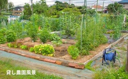 下田ビレッジ農園1年ご利用券 体験チケット チケット 