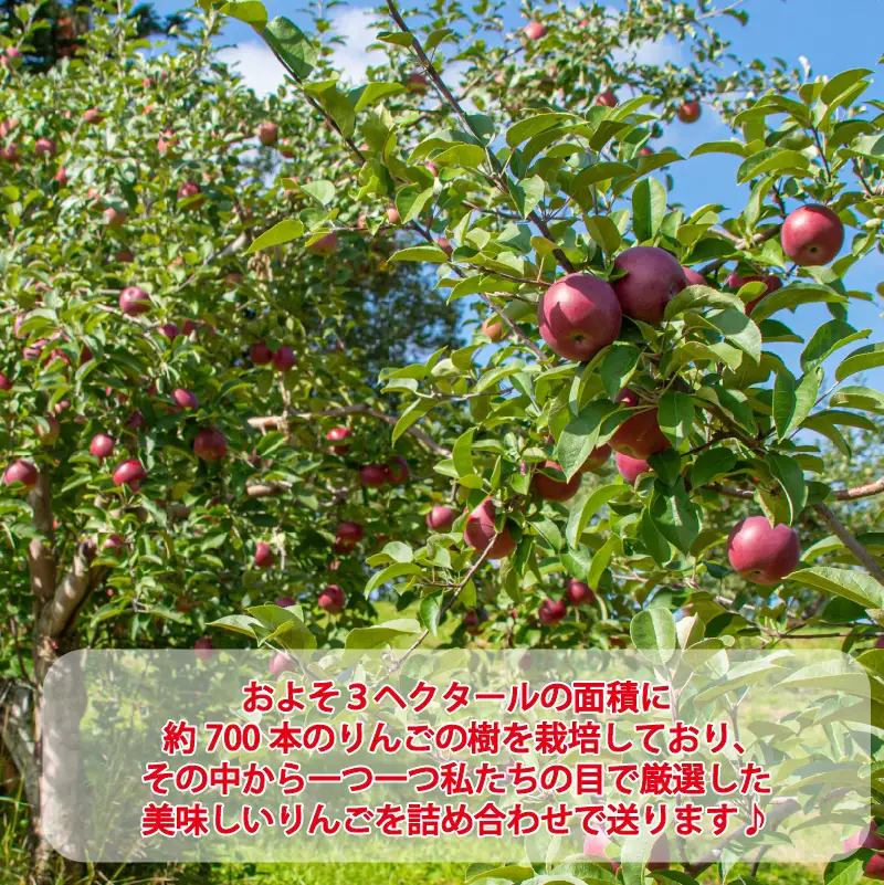 【予約：2026年10月から順次発送】季節のりんご詰め合わせ 3kg ( りんご リンゴ 林檎 詰合せ 3kg 旭 つがる 黄王 レッドゴールド ジョナゴールド 昴林 森の輝き 王林 ふじ )【044-0002-2026】