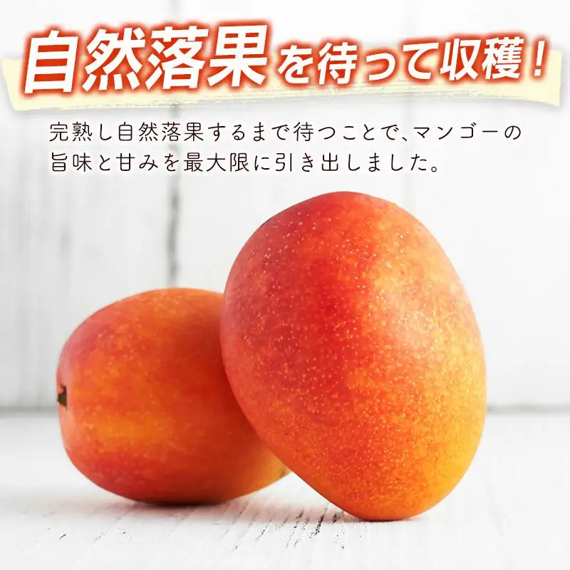 【先行予約】宮崎県産完熟マンゴー3L×2個 西都市特産品宮崎マンゴー＜18-3a＞2026年発送