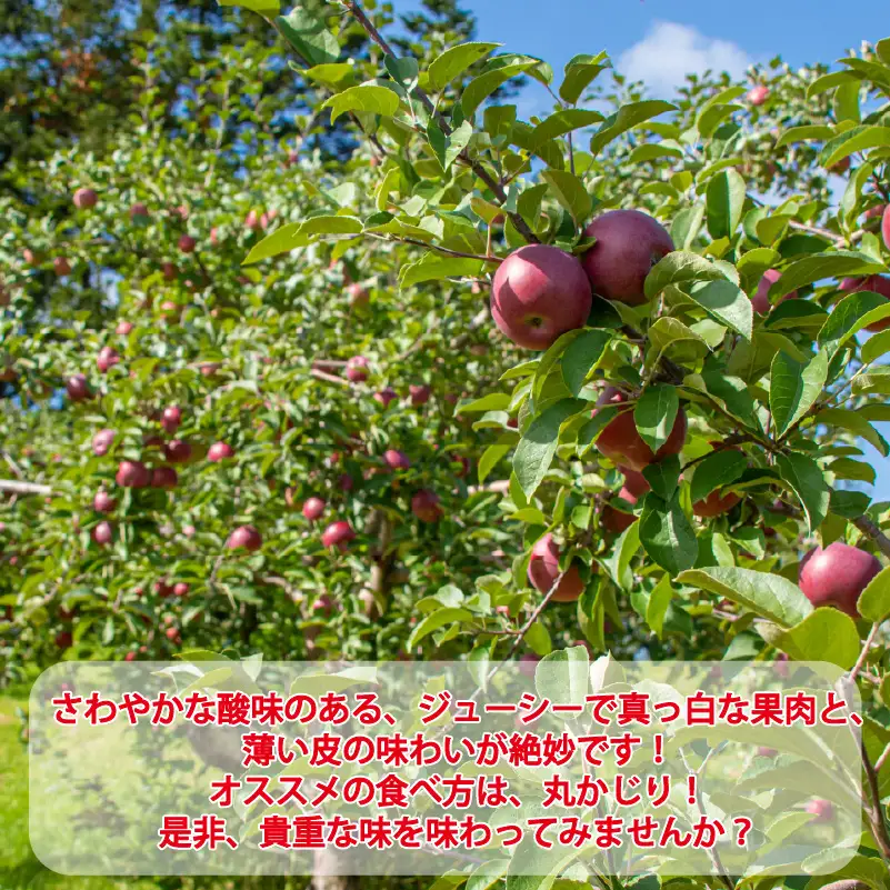 予約：2026年10月から順次発送】北海道北見市産 りんご 旭 約3kg