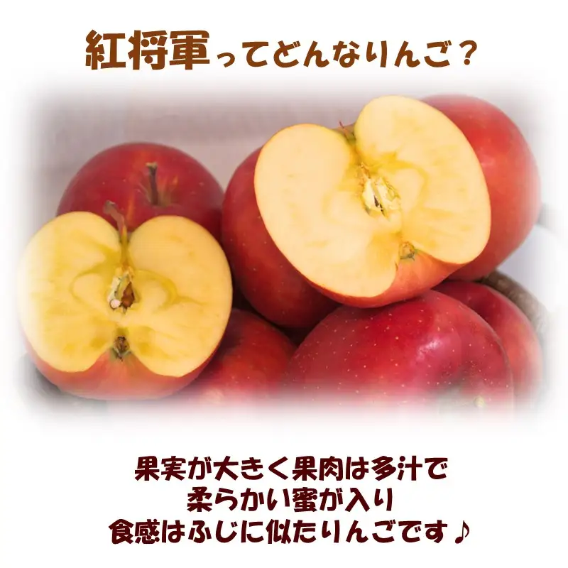 【予約：2026年10月下旬から順次発送】北海道北見市産りんご 紅将軍 約2.5kg ( りんご リンゴ 林檎 果物 フルーツ 期間限定 )【044-0004-2026】