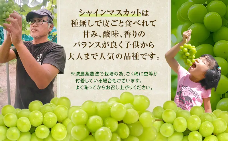 ぶどう 2026年 先行予約 シャイン マスカット 約1kg 2房 減農薬／ハウス栽培 ブドウ 葡萄 岡山県産 国産 フルーツ 果物 ギフト ばんの農園 果物類 シャインマスカット 