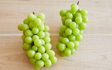 ぷりぷりのシャインマスカット 2房 約1.2kg(1房500g～700g) 【令和8年産先行予約】FU22-743 くだもの 果物 フルーツ 山形 山形県 山形市 2026年産
