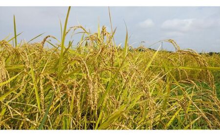 みなよし米【市原産コシヒカリ】定期便5kgを6回お届け お米 