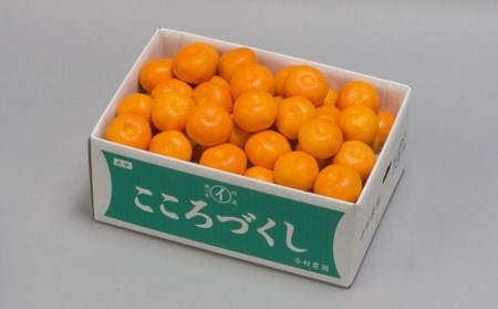 【秀品】ハウスみかん 約5kg 【今村農園】2026年 7月 夏 発送 甘い 果物 フルーツ ギフト 柑橘 温州 みかん 先行予約 数量限定 期間限定 九州 大分県 おすすめ ＜107-008＞