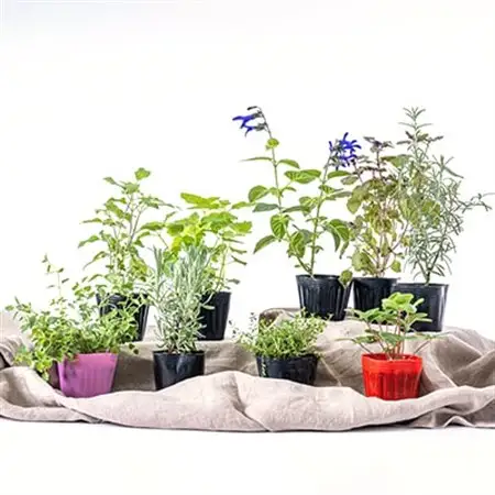 元気なおすすめハーブ苗9ポットセット【3号ポット】_花・観葉植物 観葉植物・苗木  _【1085903】