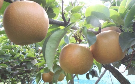 フルーツの里の直売所より 王秋梨 5kg ナシ 果物 先行予約 