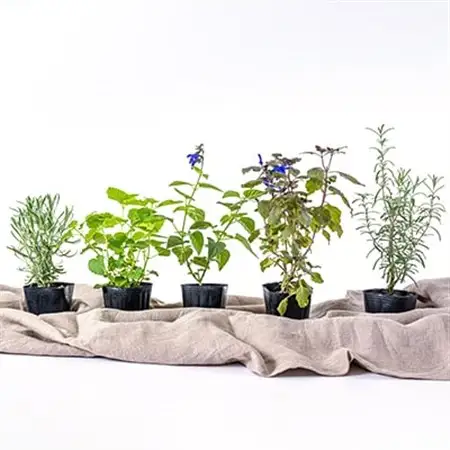ガーデニング に欠かせない! 人気の ハーブ苗 5ポットセット【3号ポット】_花・観葉植物 観葉植物・苗木  _【1085902】
