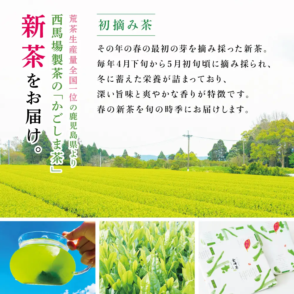 【新茶】 初摘み茶 3本セット ＜2026年：5月中旬出荷開始＞ 西馬場製茶 鹿児島県産 緑茶 かごしま茶 お茶 日本茶 茶葉 煎茶 旬 季節 リーフティー ティータイム 飲み物 ドリンク ギフト 贈答 手土産 贈り物 プレゼント 南さつま市