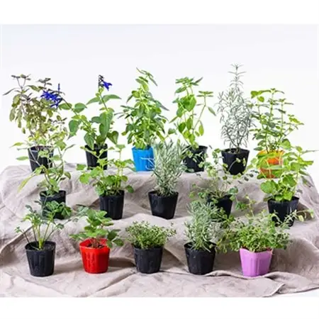 元気なおすすめハーブ苗16ポットセット【3号ポット】_花・観葉植物 観葉植物・苗木  _【1085904】