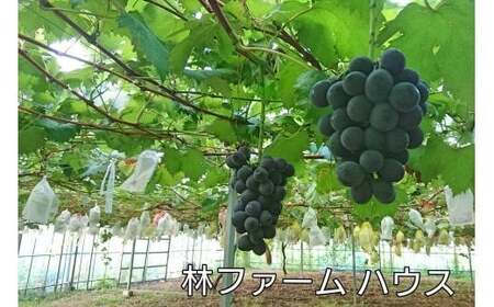 【予約受付・数量限定】犬山産 完熟 種なし 巨峰2キロ [0489]