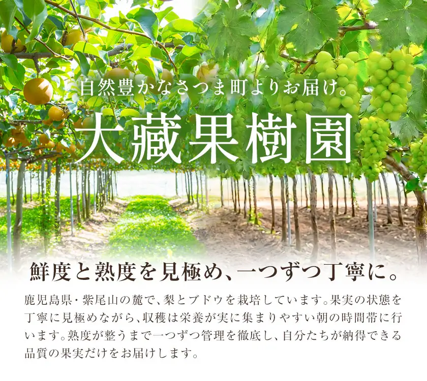 梨 なし ナシ 新興梨 新興 5kg 《9月中旬-10月上旬頃出荷》