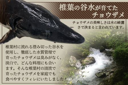 【宮崎県 椎葉産】キャビアフィッシュフィレ 1尾【800g～1.2Kg】国産 チョウザメ フィレ 魚介 SZ-119