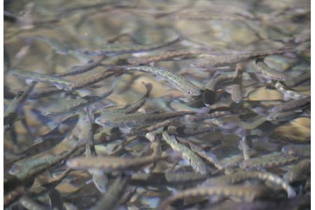 【先行受付：令和8年版】【椎葉での渓流釣りを楽しむ】遊漁許可証(年券) 耳川水系【釣り好き必見】宮崎県 椎葉村 遊漁券 遊漁許可証 釣り 川 年券 耳川水系 川魚 ヤマメ ヤマメ釣り 体験 GK-1