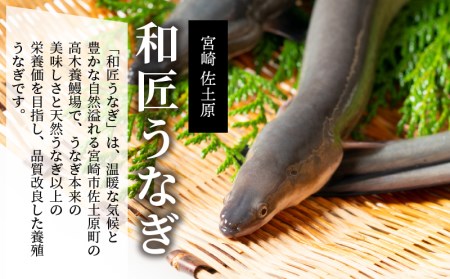 備長炭手焼き 宮崎市佐土原産 和匠うなぎの蒲焼カット10パックセット(計1kg) 山椒付き 国産 うなぎ 鰻 ウナギ うなぎ蒲焼き 鰻蒲焼 鰻の蒲焼 うなぎの蒲焼 蒲焼 カット カット済 10パック 1kg 丑の日 湯煎 ボイル 冷凍 小分け パック 真空パック うな重 うな丼 ひつまぶし グルメ ギフト