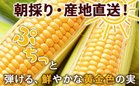 2026年夏発送 キリン一番搾り 500ｍl 12缶＆黄色いとうもろこしゴールドラッシュ15本