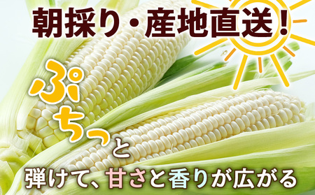 2026年夏発送 キリン淡麗極上(生) 500ｍl 12缶＆白いとうもろこしピュアホワイト10本