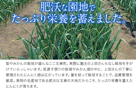『上田農園』のにんにく約1kg 熊本県玉名郡玉東町『上田農園』にんにく《7月上旬-9月中旬頃出荷》