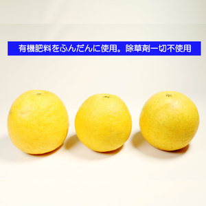 【贈答用】 河内晩柑 (愛南ゴールド)3kg 柑橘 みかん 吉本農園  グレープフルーツ ゼリー ジュース アイス 果物 フルーツ ギフト プレゼント 贈答 健康 美容 ビタミン クエン酸 送料無料 愛媛県 愛南町