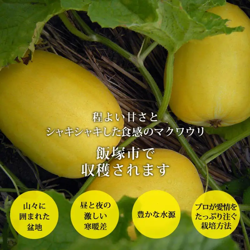 農家直送 程よい甘さのマクワウリ約3.5kg (8-12個)＜2026年7月下旬から発送開始分先行予約＞【A6-044】
