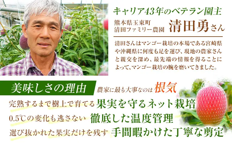 マンゴー 秀品 清田ファミリー農園 2玉