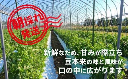 【先行予約】飛騨高山産 スナップえんどう 1.4kg | スナップエンドウ 新葉ファーム FV007
