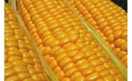 スイートコーン 約3kg 「京築の恵み」【令和8年6月上旬～6月下旬発送】 [ABAW001] 
